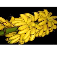 Paling Dicari  Bibit Pisang Uli Pohon Pisang Uli Super