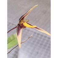 Orchid Bulbophyllum tenuifolium (mini orchid)