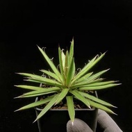 SG2168-精品瀧之白絲龍舌蘭🔥多肉植物小盆栽禮物🔥