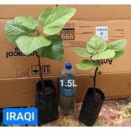 Pokok Tin IRAQI - Kombo 2 pokok tin figs - offer saiz ok puas hati