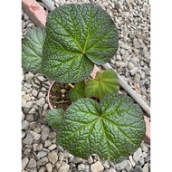 PIG SKIN BEGONIA BEGONIA