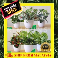 Pokok Hiasan Keladi Fittonia Mini Plant Potted Green Leaf Wedding Decor Fake Tree Landscape Grass Fe