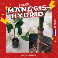 Anak pokok manggis ( KAHWIN ) Thai cepat berbuah