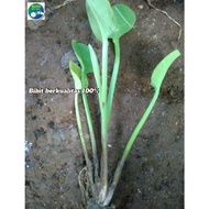 Vegetable water hyacinth gendot seeds ready to plant DN