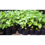 Cili Plant Besar Anak Pokok Cili Padi Kampung Poly Bag/Pokok Cili Anak pokok cili padi sedia ditanam