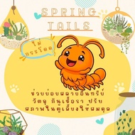 Orange Maid Outfit Eliminates Fungus [Springtails]