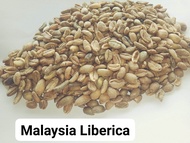 UNROASTED MALAYSIA LIBERICA COFFEE BEAN - 200GRAM