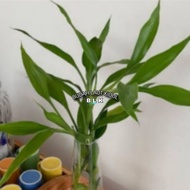 Lucky bamboo | Lucky bamboo/hiyas | 1pcs = 1 tree