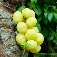Buah Cermei/Cermai/Cerme segar - bibit buah cermai