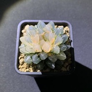 多肉植物 十二卷 龍爪錦/霓虹燈