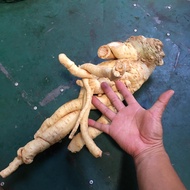 Polyscias fruticosa root, fresh polyscias fruticosa root 2 kg