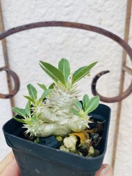 象牙玉