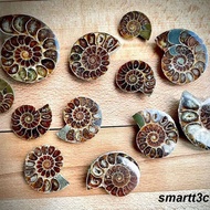 Ready Banded Prehistoric Artifact Authentic Rare Rare Ammonite Specimen Ammonite Amazing Finds Natur