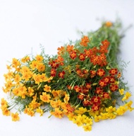 Dwarf Marigold Starfire MicroFlowersMix- Tagetes tenuifolia