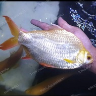 kaviat albino jumbo / ikan hias air tawar