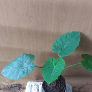 Colocasia Gigantea