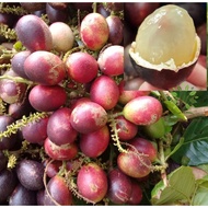 Berjaya Plant Nursery - Pokok Matoa/Longan Brazil(Pokok Buah Hidup/Benih Buah-buahan/Real Live Fruit