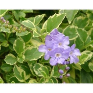 Duranta Variegata Sky Flower real live plant 斑叶金露花 anak pokok bunga hidup hiasan rumah