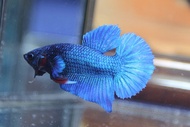 IKAN LAGA AVATAR SAMBUNG GROOM