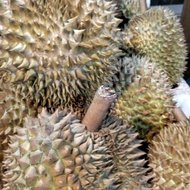 Durian Montong Palu Utuh