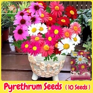 เมล็ดพันธุ์ ไพรีทรัม คละสี ดอกไม้ไล่แมลง 10 เมล็ด Mixed Pyrethrum Flower Seed เมล็ดดอกไพรีทรัม เมล็ดดอกไม้ พันธุ์ดอกไม้ บอนสีราคาถูก เมล็ดบอนสี ต้นไม้มงคล บอนสี ดอกไม้จริง ไม้ประดับ ดอกกันยุง เมล็ดพันธุ์พืช ดอกไม้ปลูกสวยๆ ของแต่งสวน ปลูกง่าย อัตรางอกสูง