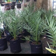 Pohon Kurma-Bibit Tanaman Buah Kurma