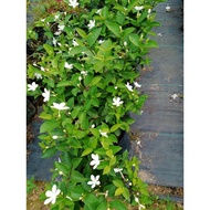 Pokok  Bunga Jasmin Thai