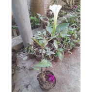 STANDARD MEDICINE COFFEE TREE