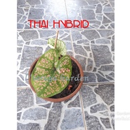 Keladi Thai Hybrid/ Imported thai caladium Hybrid (saiz pokok seperti didalam gambar)