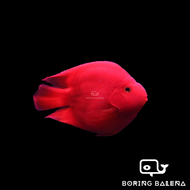 BRBN Blood Yuan Bao Parrot - Parrot Fish - Ikan Parrot - Aquarium Freshwater Fish / Ikan Air Tawar