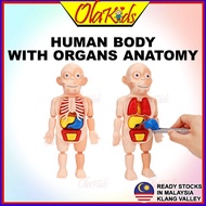 OLAKIDS Human Body With Organs Anatomy Learning Toy Preschool Montessori 3D Human Body Anatomy Body 