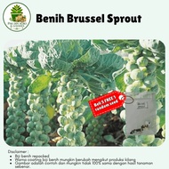 (15pcs) Biji benih BRUSSEL SPROUT seeds macam kobis mini