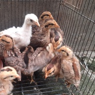 Promo Anakan Ayam Hutan Hijau Betina 2 Ekor Berkualitas