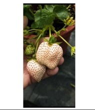 大自然種苗園~玉露白草莓自2.5吋盆走莖苗