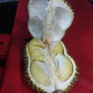 ! DURIAN PETRUK SUPER UTUH(PERBUAH) -