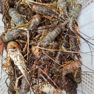 lobster laut baby - 1 kg