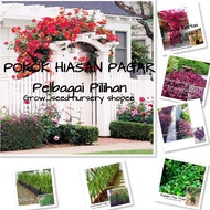 Pokok Hiasan Pagar pelbagai pilihan ( pokok hidup ) pokok tahan panas
