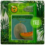 Paket 500 Biji MELON METANDO M15 Biji Benih Rock Melon Manis F1 Hybrid Seeds Multi Global Agrindo Indonesia Ready Stock.
