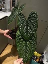 Anthurium luxurians 花蠋系列 奢華