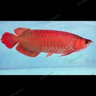 arwana super red sumo 60cm