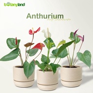 Tanaman Hias Anthurium - Anthurium Bunga - Anthurium andraeanum -