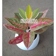 RED LEGACY - Bunga Aglonema Red Legacy - Aglaonema