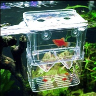 Breeding Box - Guppy Isolation Ready stock Malaysia