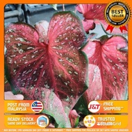 CALADIUM WORTOM [BALUNG AYAM]