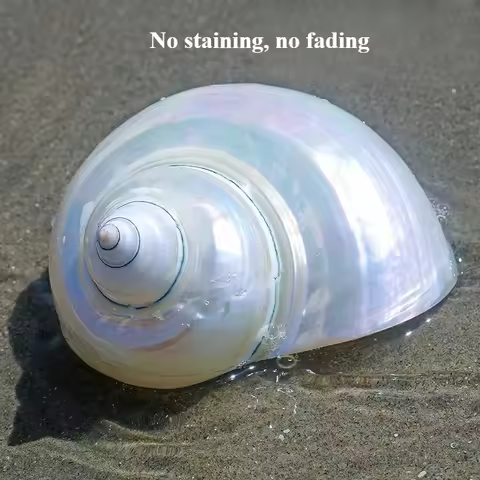 White Jade Snail Peeled White Snail Fish Tank Aquarium Landscaping Hermit Crab Rolled Shell Fish Rep