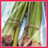 Lompong tales sayur talas Lompong sayur usaha laris