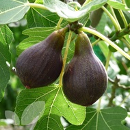 1 ต้น มะเดื่อฝรั่ง ต้นพร้อมให้ลูก ลำต้นสูง 30 ซม Figs Tree สายพันธุ์ Brown Turkey