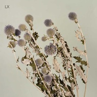 Dried Flower Blue Planet Yunnan Dried Flower Bouquet Blue Planet Home Decoration Living Room Dried F