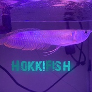 Hokki fish - Arwana silver Red / Silver Brazil 9-11 (=)