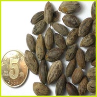 ✤ ۩ 1PCS Bay Leaf Seeds Laurel Plant Bayleaf Tree Seeds